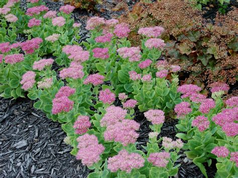 Hylotelephium Spectabile Showy Stonecrop World Of Succulents