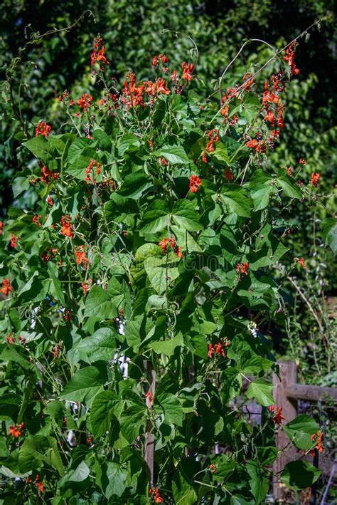 Scarlet Runner Beans Growing In A Garden Red Blooms And Green Leaves