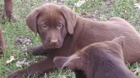 Please don't be mislead by mistaken by people ruining our breed that we try to perfect! AKC CHOCOLATE LAB PUPPIES for Sale in Hamilton, Michigan Classified | AmericanListed.com
