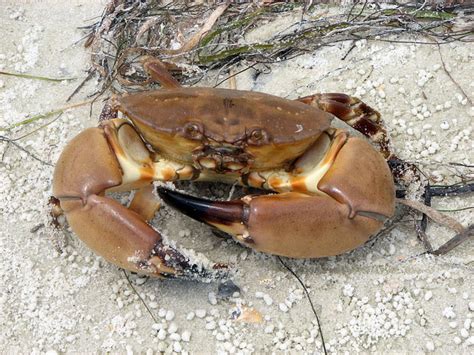 Florida Stone Crab Claws Santa Monica Seafood
