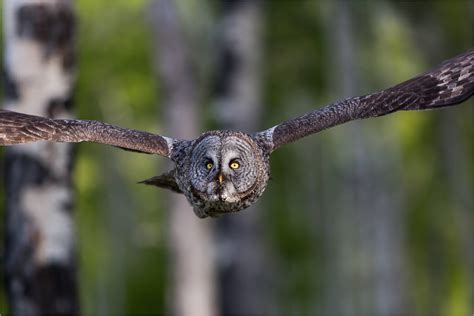Forest Owls In Flight Christopher Martin Photography