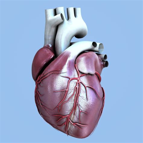 Human Organ Heart Stock Illustration Illustration Of Vena 107558721
