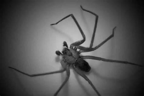 How To Get Rid Of Brown Recluse Spider Home Infestation Naturally