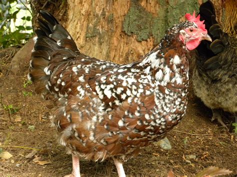 15 Most Famous Heritage Chicken Breeds The Poultry Guide