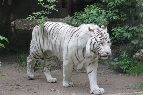 White Tiger Zoochat