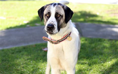 Betty Large Female Anatolian Shepherd Mix Dog In Vic Petrescue