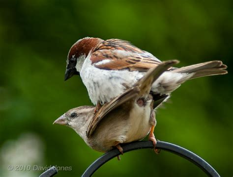 House Sparrows Mating 20 May 2010