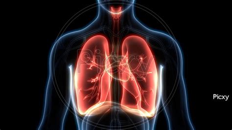 Of Human Respiratory System Lungs Anatomy Hd Wallpaper Pxfuel