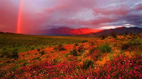 Ft.) featuring a design straight out of an artist's sketchbook, flowering desert wallpaper brings a refreshing look to casual home decor with this cheerful southwestern scene. Rainbow Over Flowering Desert HD Rainbow Wallpapers | HD ...