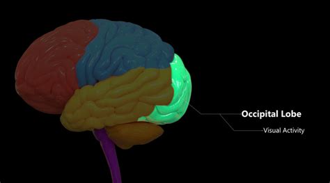 Occipital Lobe The Definitive Guide Biology Dictionary