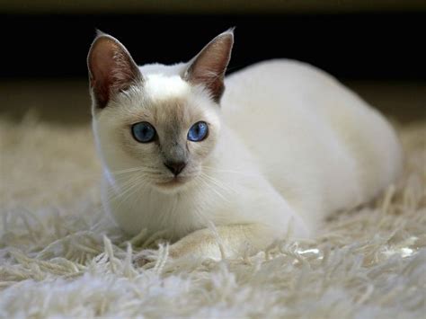 Siamese Cat Colors Chart Fascinating Facts Siamese Of Day Cat