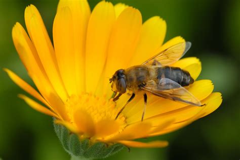 3840x2160 Resolution Honeybee Perched On Yellow Petaled Flower On