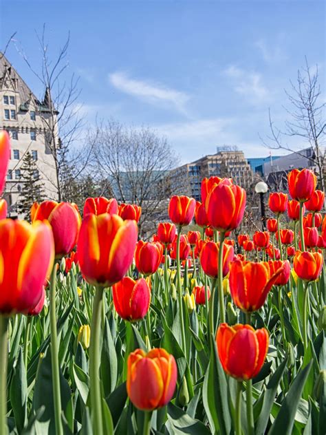 Canadas 3 Month Forecast Just Dropped And It Could Be The Warmest Spring