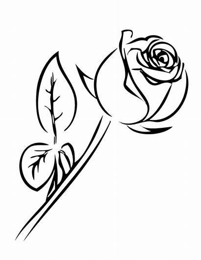 Rose Coloring Pages Printable Single Clipart Roses