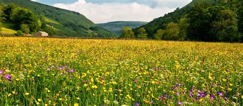 Welcome To The Plantlife Blog Coronation Meadows One Year On