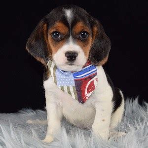 They make great family pets. Beagle Mix Puppies for Sale | Beagled Mixed Adoptions
