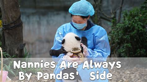 Nannies Are Always By Pandas Side Ipanda Youtube