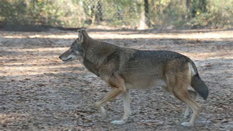 New Red Wolf Breeding Pair At The Tallahassee Museum The Wfsu Ecology