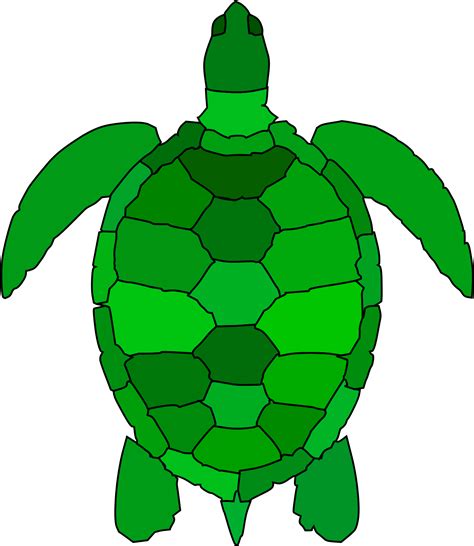 Green Sea Turtle Clipart Png Download Full Size Clipart 5234338