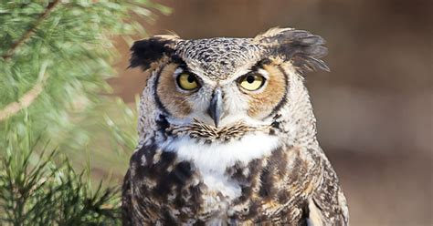 Keep Your Ears Open For The Great Horned Owl