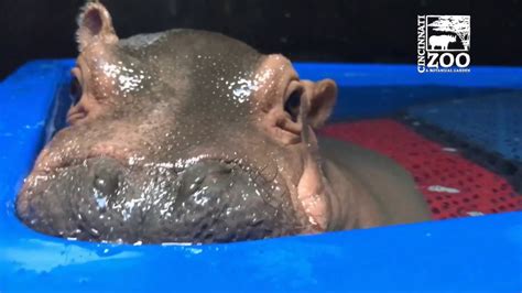 Baby Hippo Fionas Special Moments Never Before Seen Videos From Care