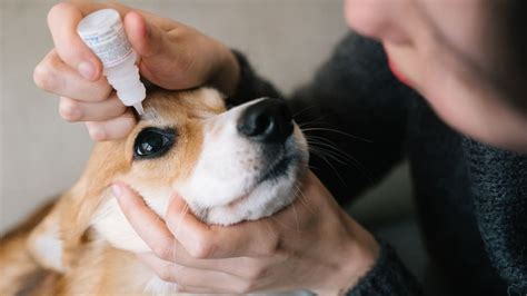Dog Eye Infections Causes Treatments Symptoms Atelier Yuwaciaojp