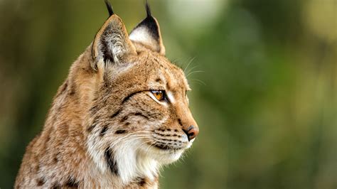 Lynx Boréal ⋆ Zoo De Mulhouse Parc Zoologique Et Botanique