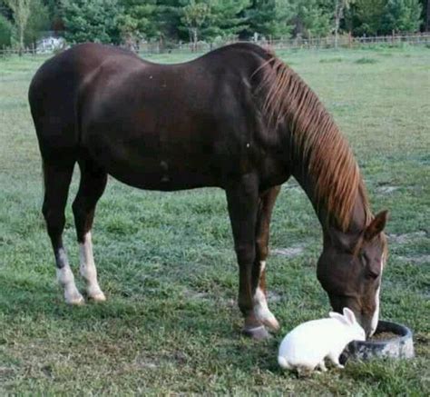 Horse And Rabbit Sharing Food Animals Beautiful Animals Friendship