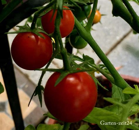 | gewächshaus das setzen von tomatenpflanzen in einem gewächshaus kann hingegen deutlich. 53 HQ Photos Wann Kann Man Tomaten Pflanzen : Tomaten ...