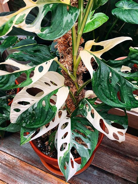 Swiss cheese plant is a common name used for both m. Monstera Adansonii Shiny Leaves - BacaanKita