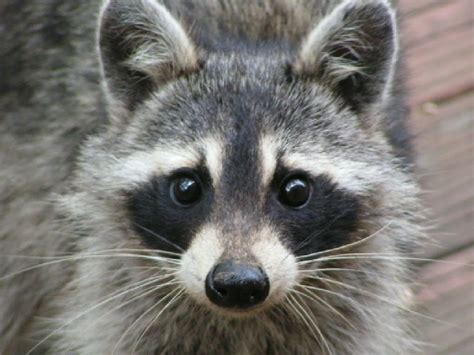 Raccoon Rachelmankowitz