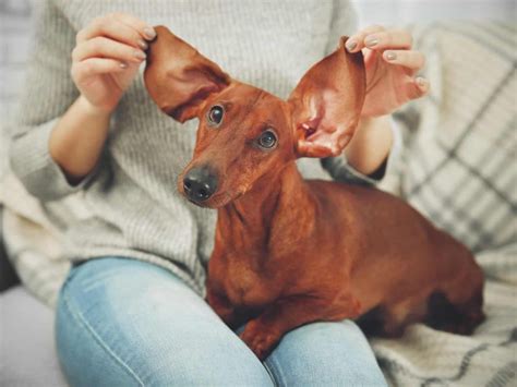 Vantagens em ter cachorros pequenos. Raças de cachorro pequeno: conheça tudo sobre | DogHero