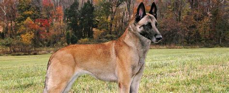 Collection of all the general dog breed info about belgian malinois so you can get to know the breed more. Belgian Malinois Breed Information - All You Need to Know ...