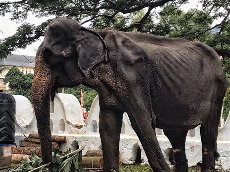 Images of Emaciated 70-year-old Elephant Forced to Take Part in