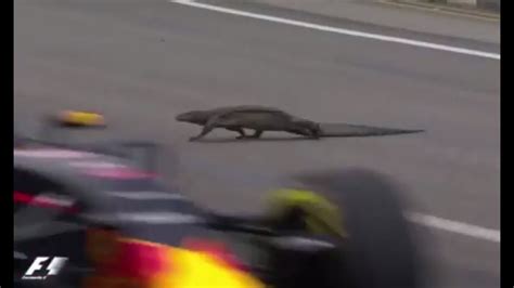 Giant Lizard On Singapore F1 Grand Prix Race Track Red Bull Driver