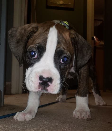 Boxer puppies for sale and dogs for adoption in minnesota, mn. Boxer Puppies For Sale | Millville, NJ #323310 | Petzlover