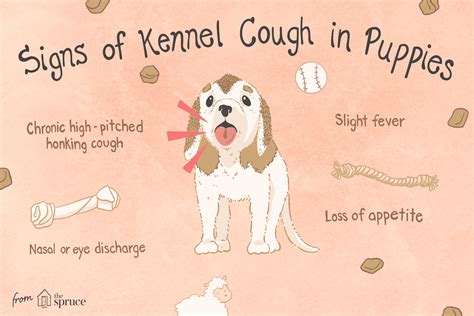 How To Treat Kennel Cough In Puppies