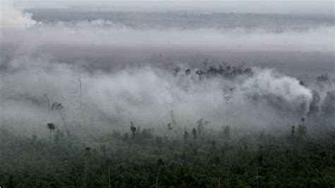 Perusahaan Jadi Tersangka Pembakar Hutan Pemilik Harus Diusut BBC