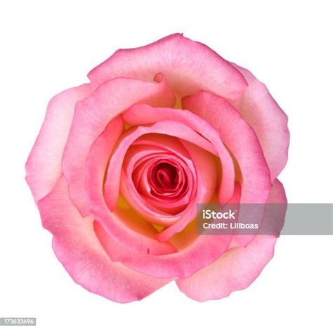Isolated Light Pink Rose Stock Photo Download Image Now Istock