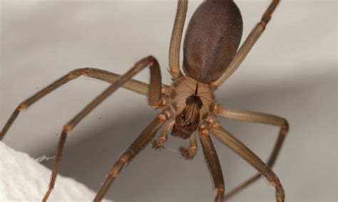 Brown Recluse Spiders In Ohio Where They Live What They Eat How To