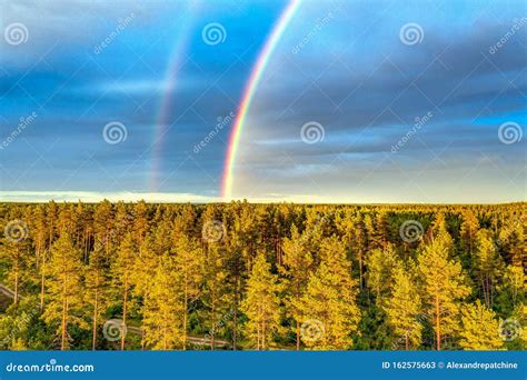 Drone Photo Rainbow Over Summer Pine Tree Forest Very Clear Skies And