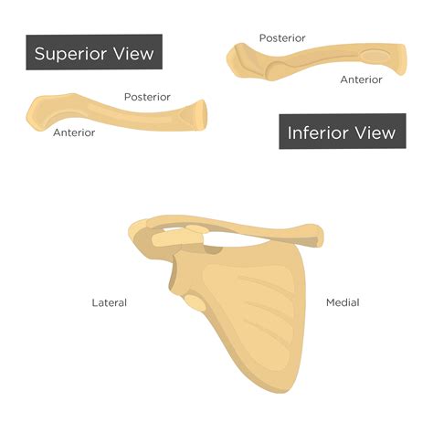 Anatomy Of The Clavicle Bone