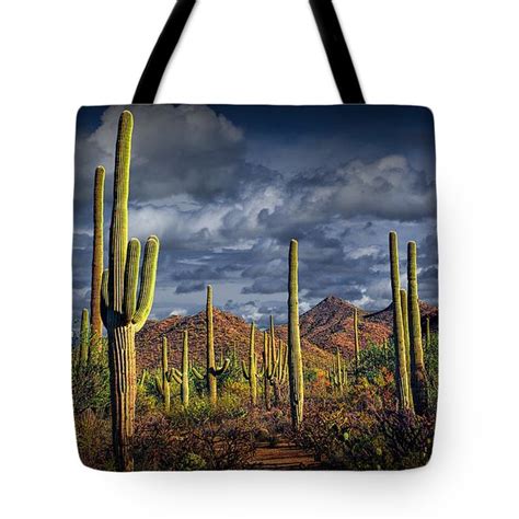 Saguaro Cactus Forest Near Tucson Arizona Photograph By Randall Nyhof