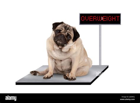 Heavy Fat Pug Puppy Dog Sitting Down On Vet Scale With Overweight Led
