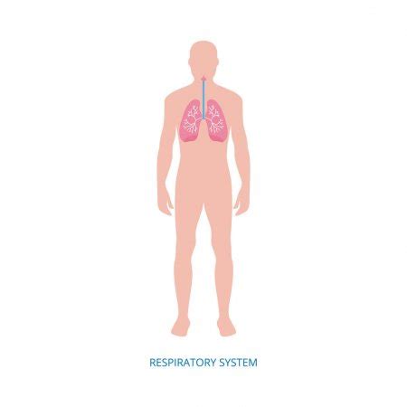 Respiratory System Of Human The Anatomy Of Airways Vector Medical Banner Stock Vector By