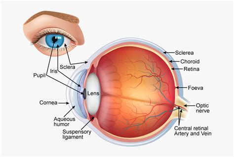 Human Eye Labelled Diagram Free Transparent Clipart Clipartkey