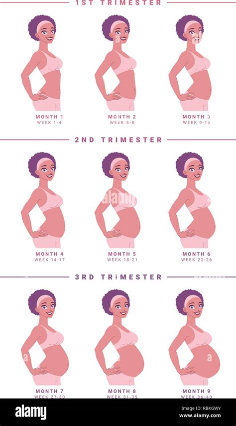 Pregnancy Development By Months Isolated Vector Illustration Stock Vector Image And Art Alamy