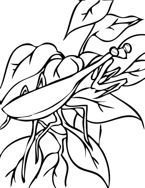 For this reason, it's often common to see a green praying mantis in the united states. Praying Mantis Coloring Page - Coloring Home