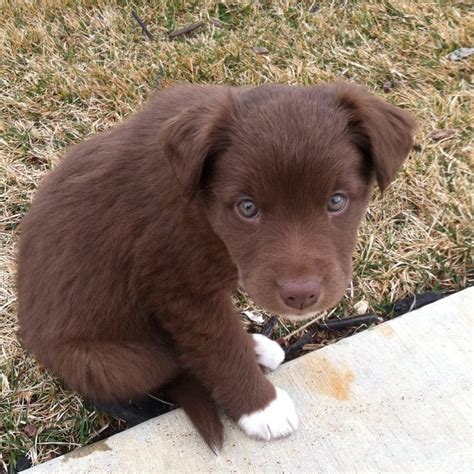 Border collie german shepherd mix is a cross of a border collie and a german shepherd, also known as shollie. Hazel borador chocolate lab border collie mix hazel eyes ...