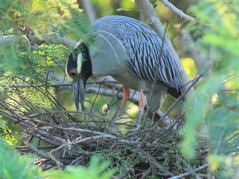Yellow Crowned Night Heron Female Building New Nest 95 No Flickr